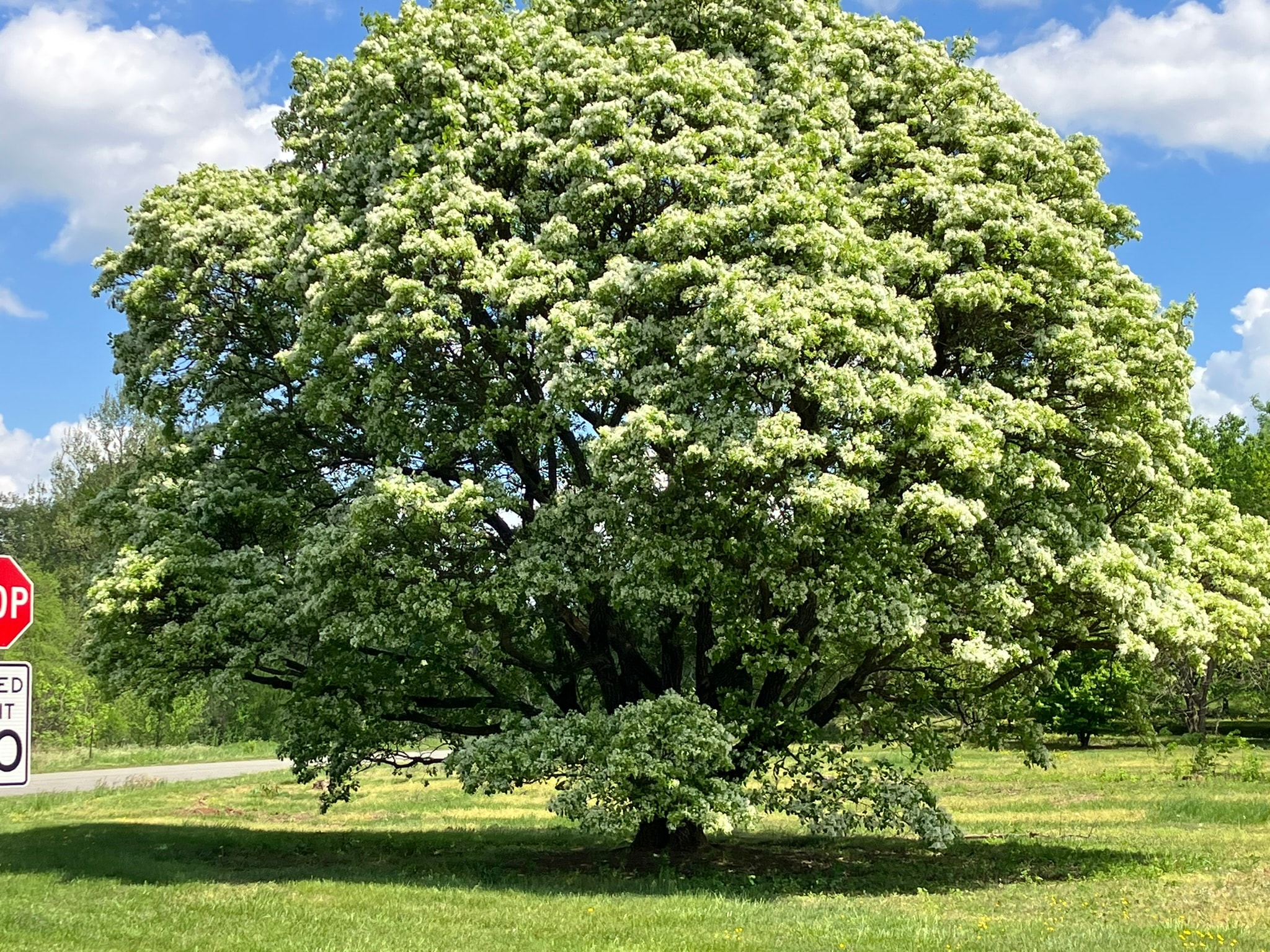 Trees, Time in Nature